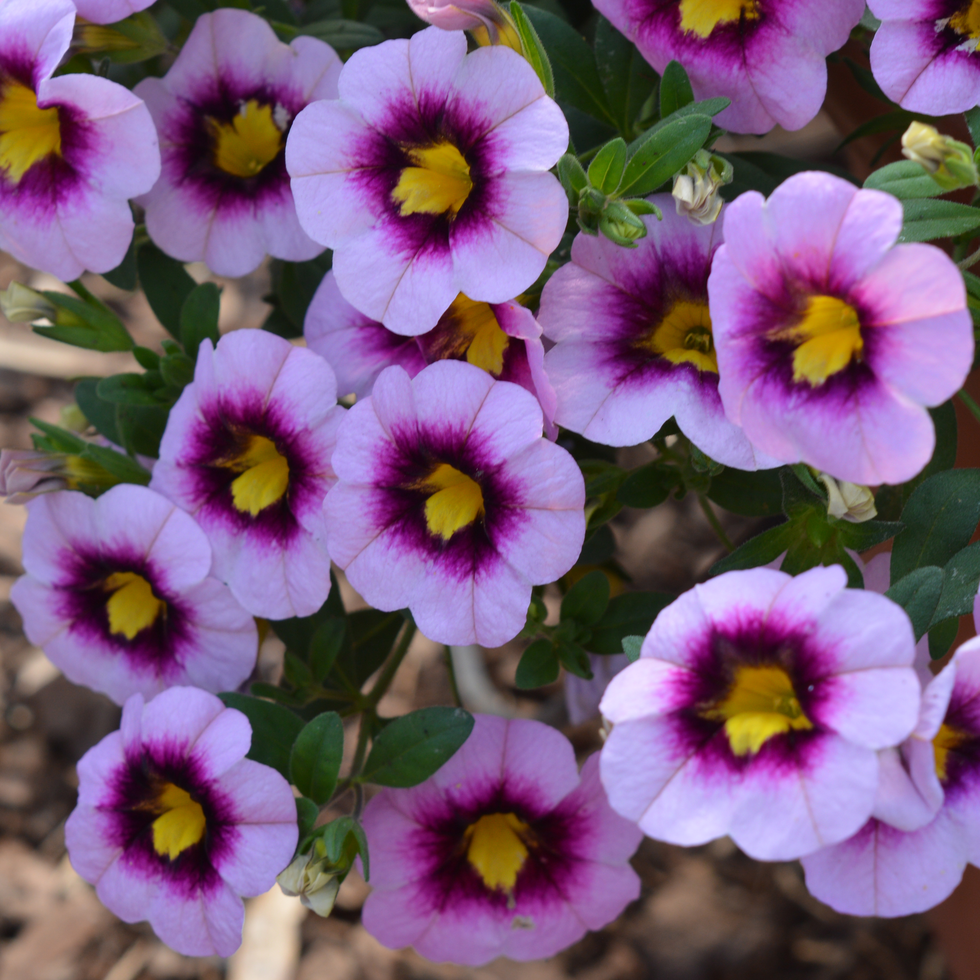 Calibrachoa Portucal Trailing Purple Eye